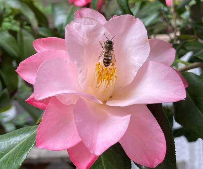 Lo&agrave;i hoa đẹp dịu như thiếu nữ giữa sắc xu&acirc;n, chưng Tết một chậu l&agrave; thấy nh&agrave; s&aacute;ng bừng, sang kinh khủng- Ảnh 3.