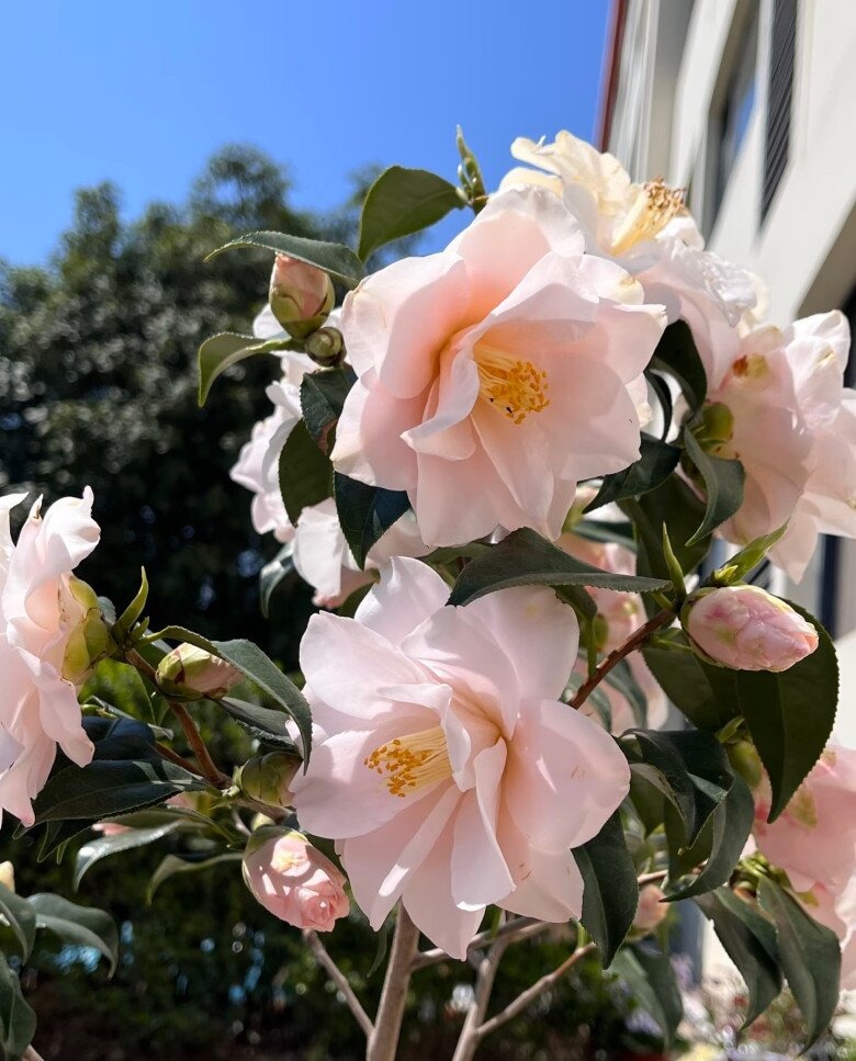 Lo&agrave;i hoa đẹp dịu như thiếu nữ giữa sắc xu&acirc;n, chưng Tết một chậu l&agrave; thấy nh&agrave; s&aacute;ng bừng, sang kinh khủng- Ảnh 1.