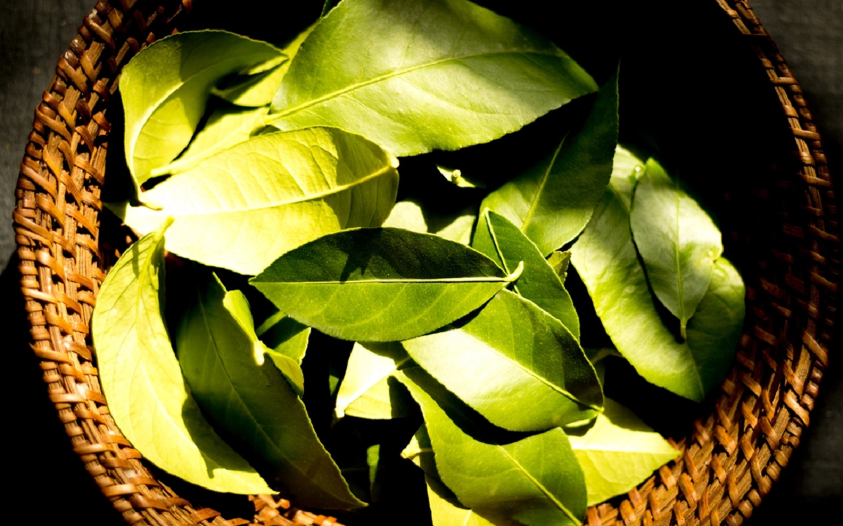 Loại l&aacute; ở Việt Nam rụng đầy gốc, "trời T&acirc;y" b&aacute;n 7 triệu đồng vẫn h&uacute;t kh&aacute;ch- Ảnh 3.