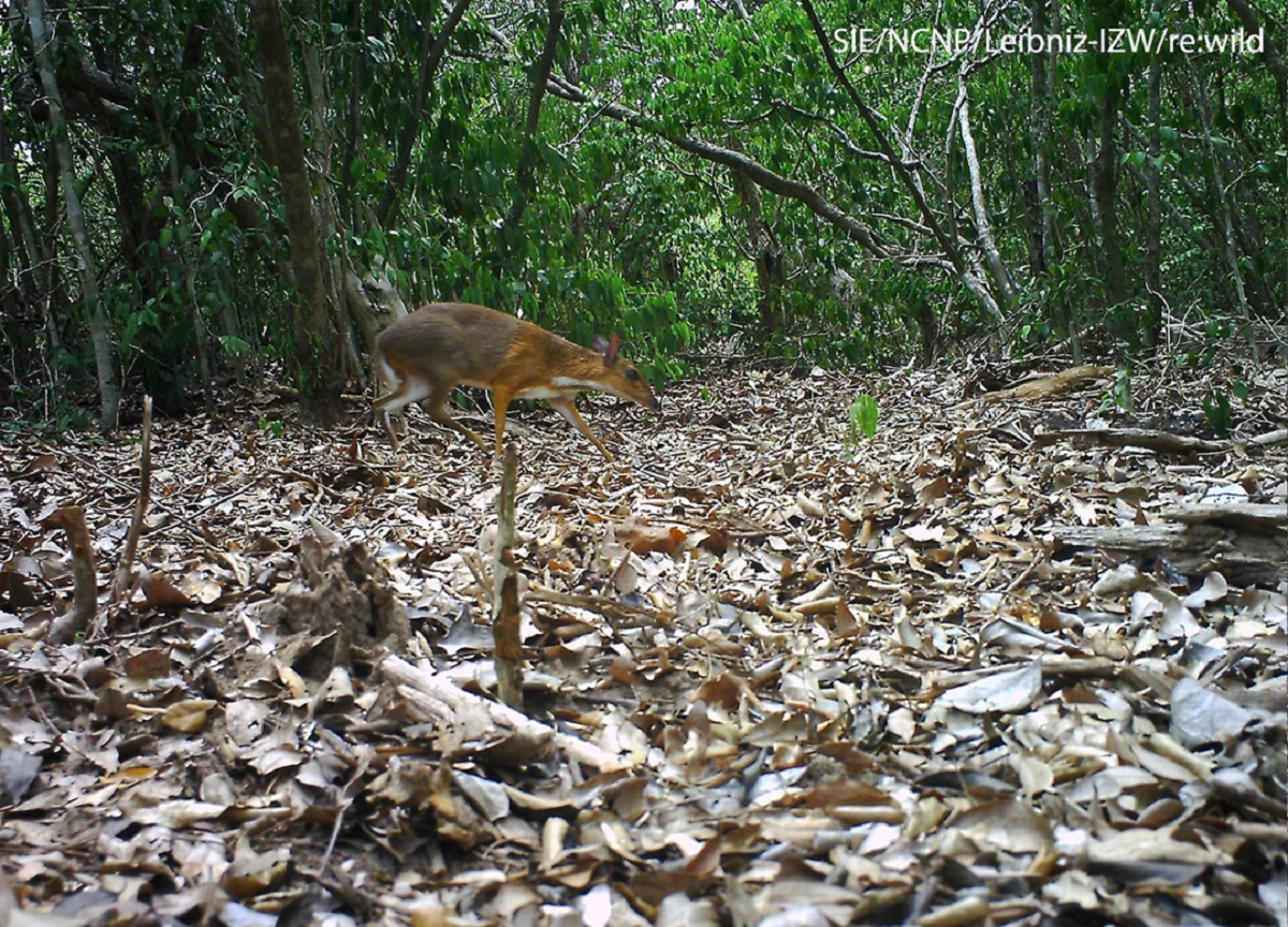 Lo&agrave;i vật qu&yacute; hiếm bậc nhất h&agrave;nh tinh, tuyệt chủng 30 năm bất ngờ "t&aacute;i xuất" ngỡ ng&agrave;ng- Ảnh 2.