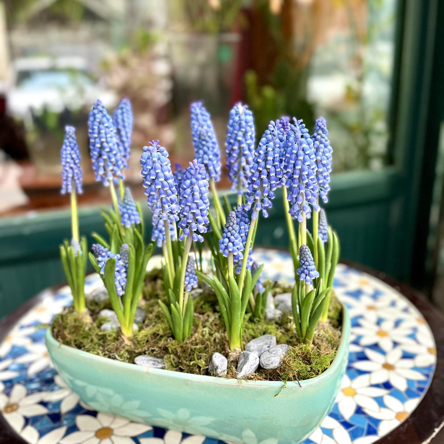 Tết 2026, chị em rủ nhau chơi lo&agrave;i hoa t&iacute; hon: Nhẹ tiền, dễ chăm, chưng trong nh&agrave; sang hẳn- Ảnh 1.