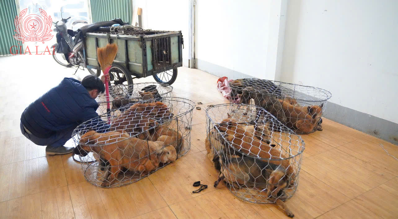 Băng nh&oacute;m &ldquo;cẩu tặc&rdquo; li&ecirc;n tỉnh sa lưới: 5.200 con ch&oacute; bị bắt trộm, 52 tấn tuồn đi ti&ecirc;u thụ thu lợi 2,6 tỷ đồng- Ảnh 6.