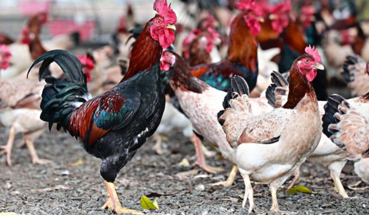 Chọn g&agrave; ăn Tết m&agrave; chưa thử 7 giống n&agrave;y th&igrave; ph&iacute; cả đời: Thịt thơm, da gi&ograve;n, c&uacute;ng xong ai ăn cũng tấm tắc- Ảnh 4.