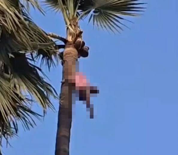 Ph&aacute;t hiện thi thể người đ&agrave;n &ocirc;ng tr&ecirc;n ngọn c&acirc;y cọ- Ảnh 1.