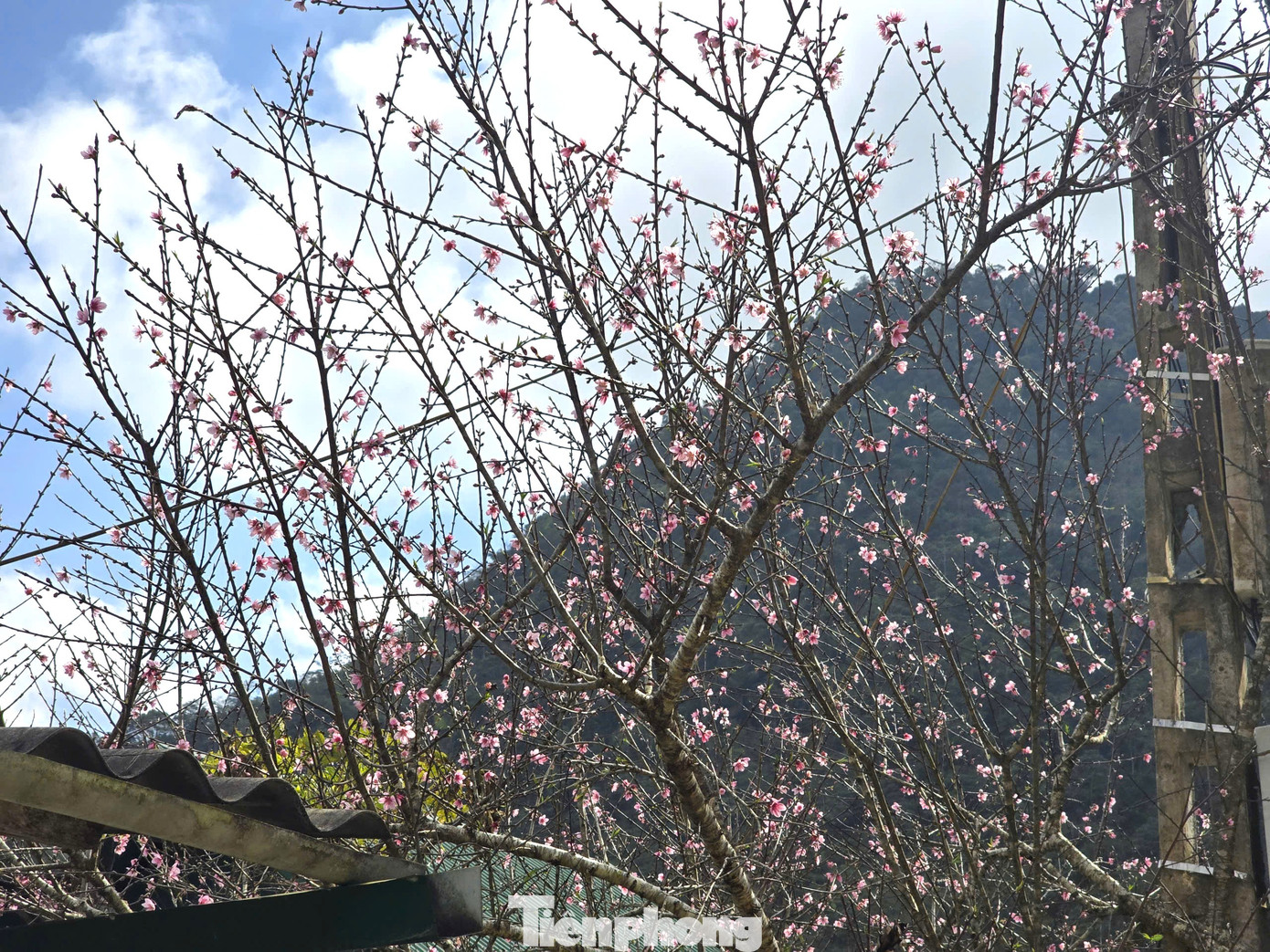 Đổ x&ocirc; l&ecirc;n n&uacute;i săn đ&agrave;o đ&aacute; về b&aacute;n Tết- Ảnh 12.