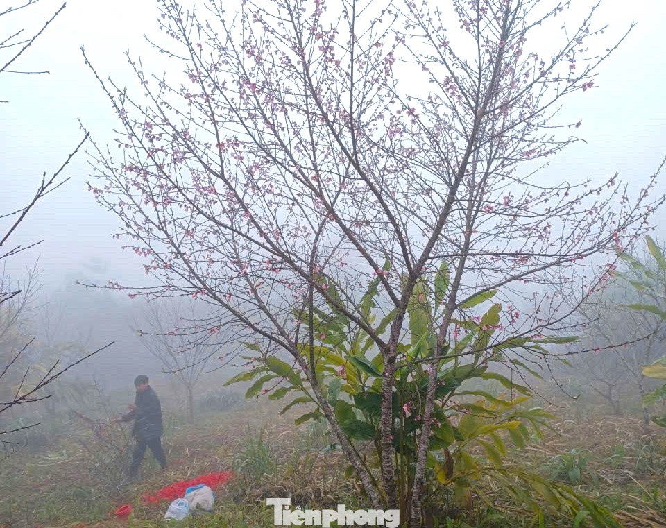 Đổ x&ocirc; l&ecirc;n n&uacute;i săn đ&agrave;o đ&aacute; về b&aacute;n Tết- Ảnh 6.