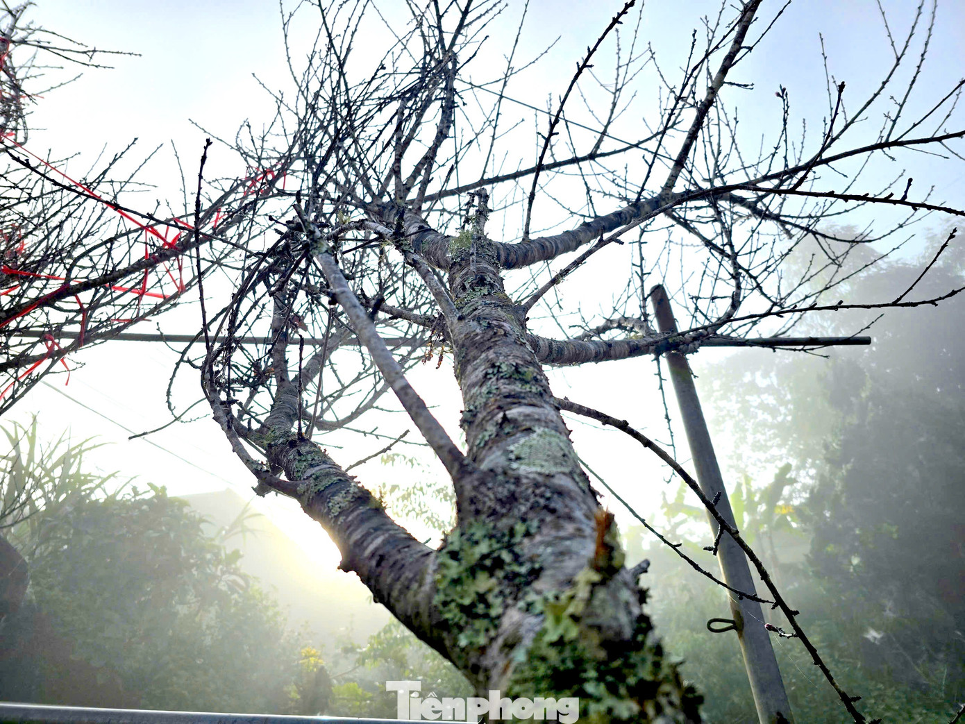 Đổ x&ocirc; l&ecirc;n n&uacute;i săn đ&agrave;o đ&aacute; về b&aacute;n Tết- Ảnh 2.