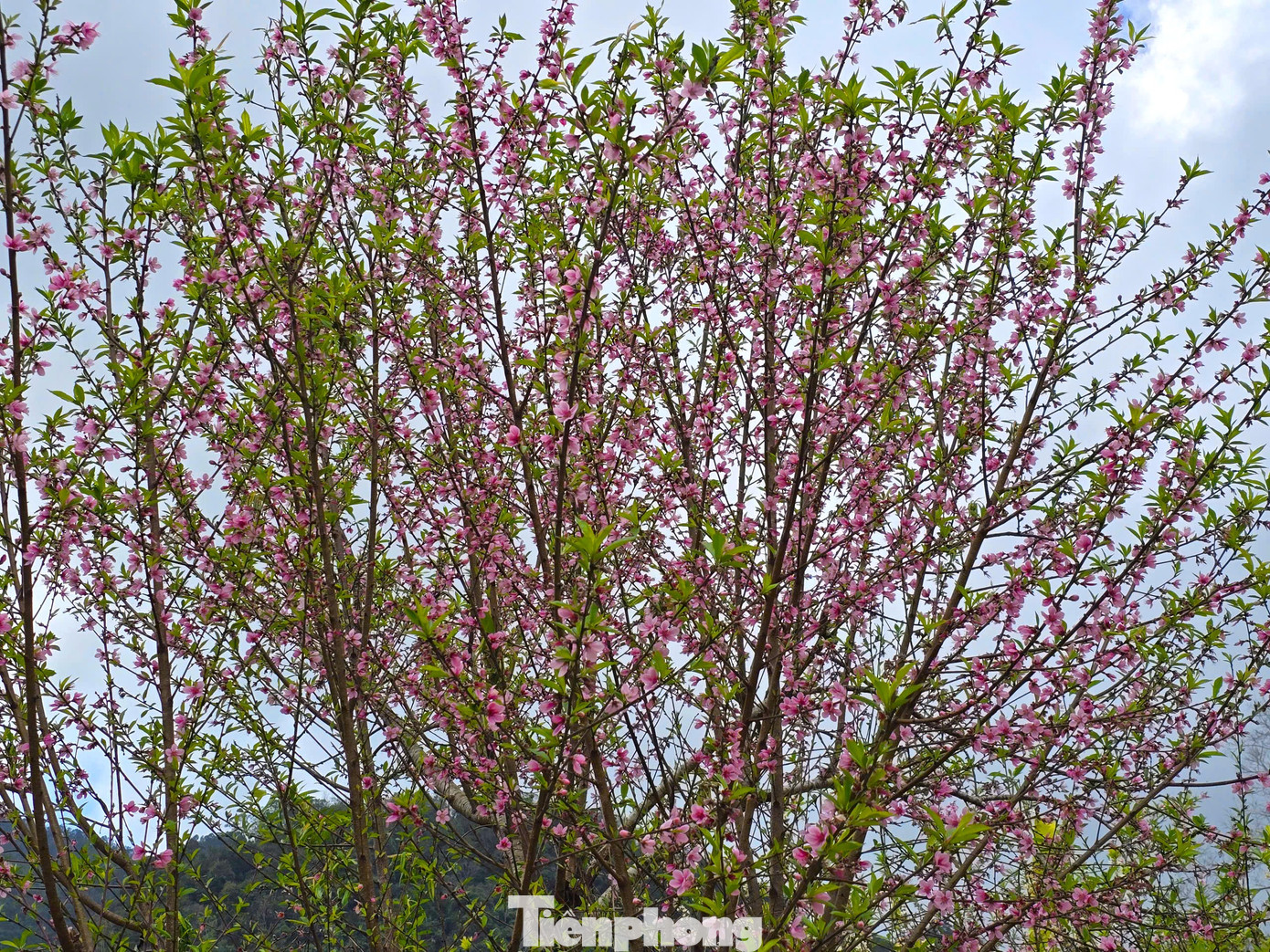 Đổ x&ocirc; l&ecirc;n n&uacute;i săn đ&agrave;o đ&aacute; về b&aacute;n Tết- Ảnh 3.