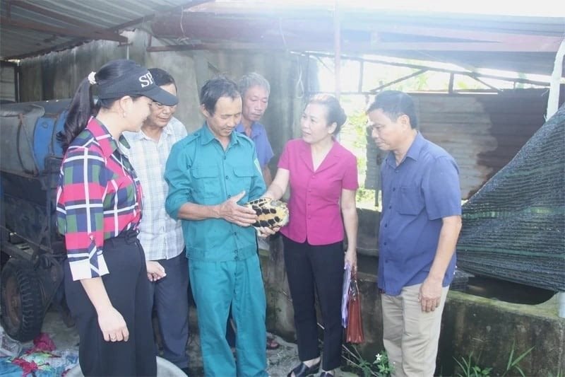Từng bị lũ cuốn sạch t&agrave;i sản, nữ n&ocirc;ng d&acirc;n biến 10ha 'đất chết' th&agrave;nh mỏ v&agrave;ng nu&ocirc;i r&ugrave;a, vịt, ba ba..., thu lời đến 1 tỷ đồng/năm- Ảnh 1.