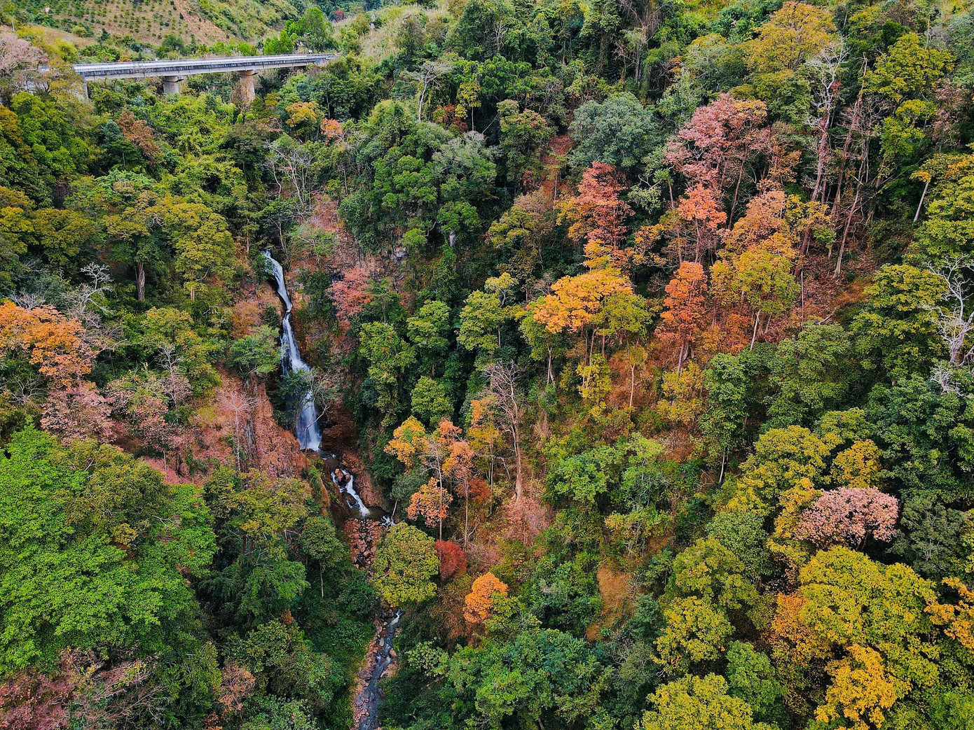 'Tuyệt đối điện ảnh' bằng lăng Măng Đen m&ugrave;a thay l&aacute;- Ảnh 7.