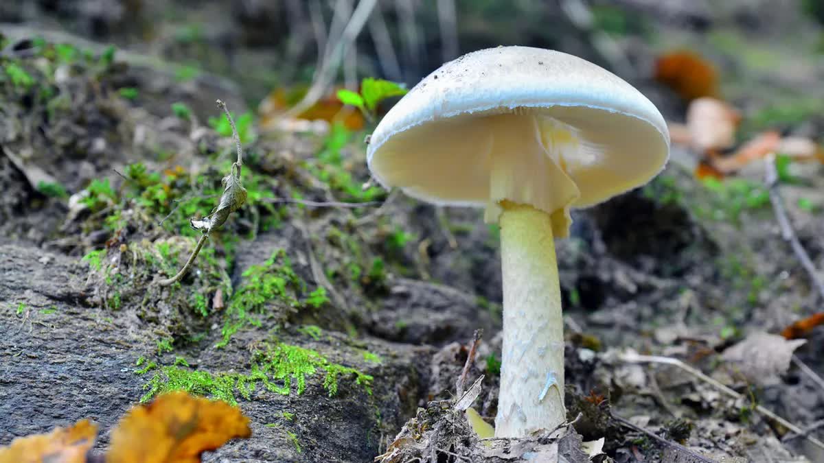 4 người chết, 3 người kh&aacute;c phải gh&eacute;p gan sau khi ăn phải nấm độc tại Mỹ- Ảnh 2.