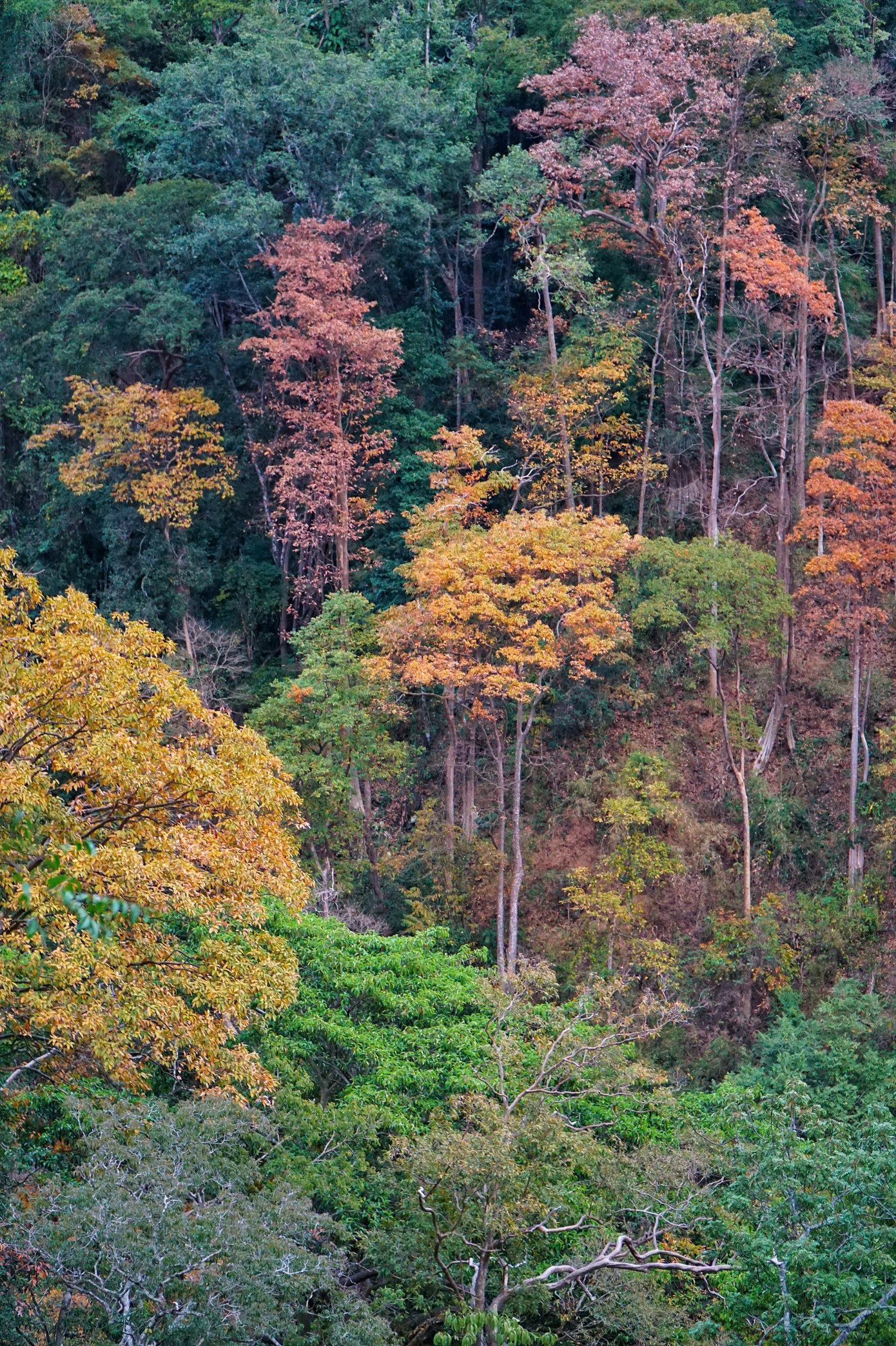 'Tuyệt đối điện ảnh' bằng lăng Măng Đen m&ugrave;a thay l&aacute;- Ảnh 11.