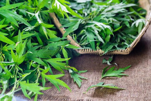 Tôi dùng ngải cứu làm bông nhồi gối trong 6 tháng, sau đó đi khám sức khỏe và bác sĩ đã rất "ghen tị" vì lý do này- Ảnh 1.