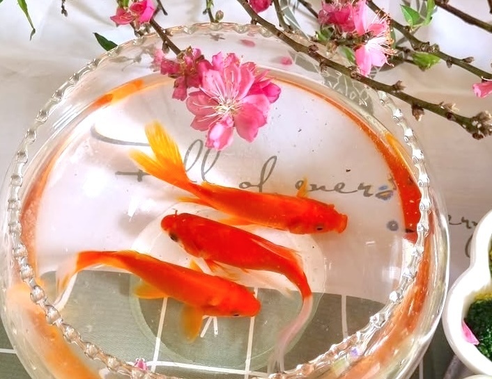 V&igrave; sao chỉ c&aacute; ch&eacute;p mới đưa được T&aacute;o qu&acirc;n về trời?- Ảnh 1.