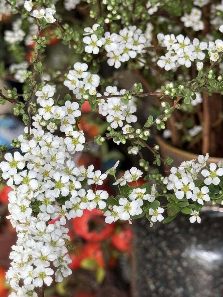 B&iacute; quyết chăm s&oacute;c tuyết mai ra hoa đ&uacute;ng Tết Nguy&ecirc;n đ&aacute;n- Ảnh 3.