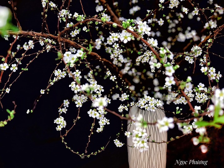 B&iacute; quyết chăm s&oacute;c tuyết mai ra hoa đ&uacute;ng Tết Nguy&ecirc;n đ&aacute;n- Ảnh 4.