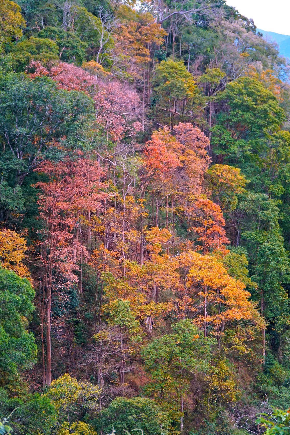 'Tuyệt đối điện ảnh' bằng lăng Măng Đen m&ugrave;a thay l&aacute;- Ảnh 10.