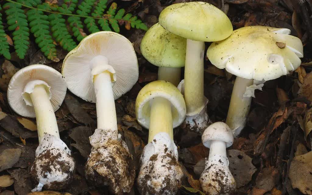 Ảnh nấm mũ tử thần do Sở Y tế C&ocirc;ng cộng bang California cung cấp (Ảnh: iStock)