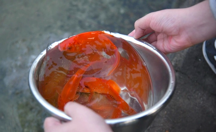 V&igrave; sao chỉ c&aacute; ch&eacute;p mới đưa được T&aacute;o qu&acirc;n về trời?- Ảnh 3.