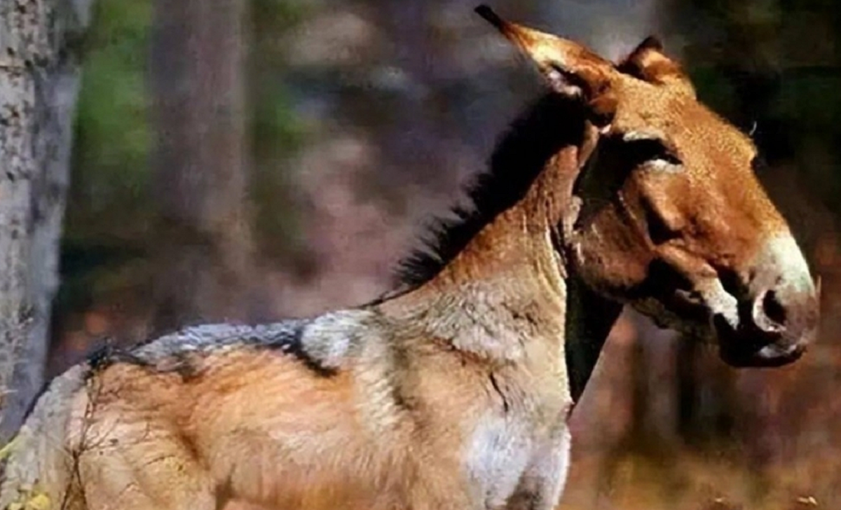 Lo&agrave;i vật qu&yacute; hiếm bậc nhất h&agrave;nh tinh, tuyệt chủng 500.000 năm bỗng t&aacute;i xuất khiến giới khoa học ngỡ ng&agrave;ng- Ảnh 2.