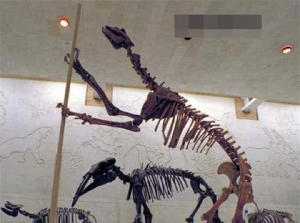 Lo&agrave;i vật qu&yacute; hiếm bậc nhất h&agrave;nh tinh, tuyệt chủng 500.000 năm bỗng t&aacute;i xuất khiến giới khoa học ngỡ ng&agrave;ng- Ảnh 1.