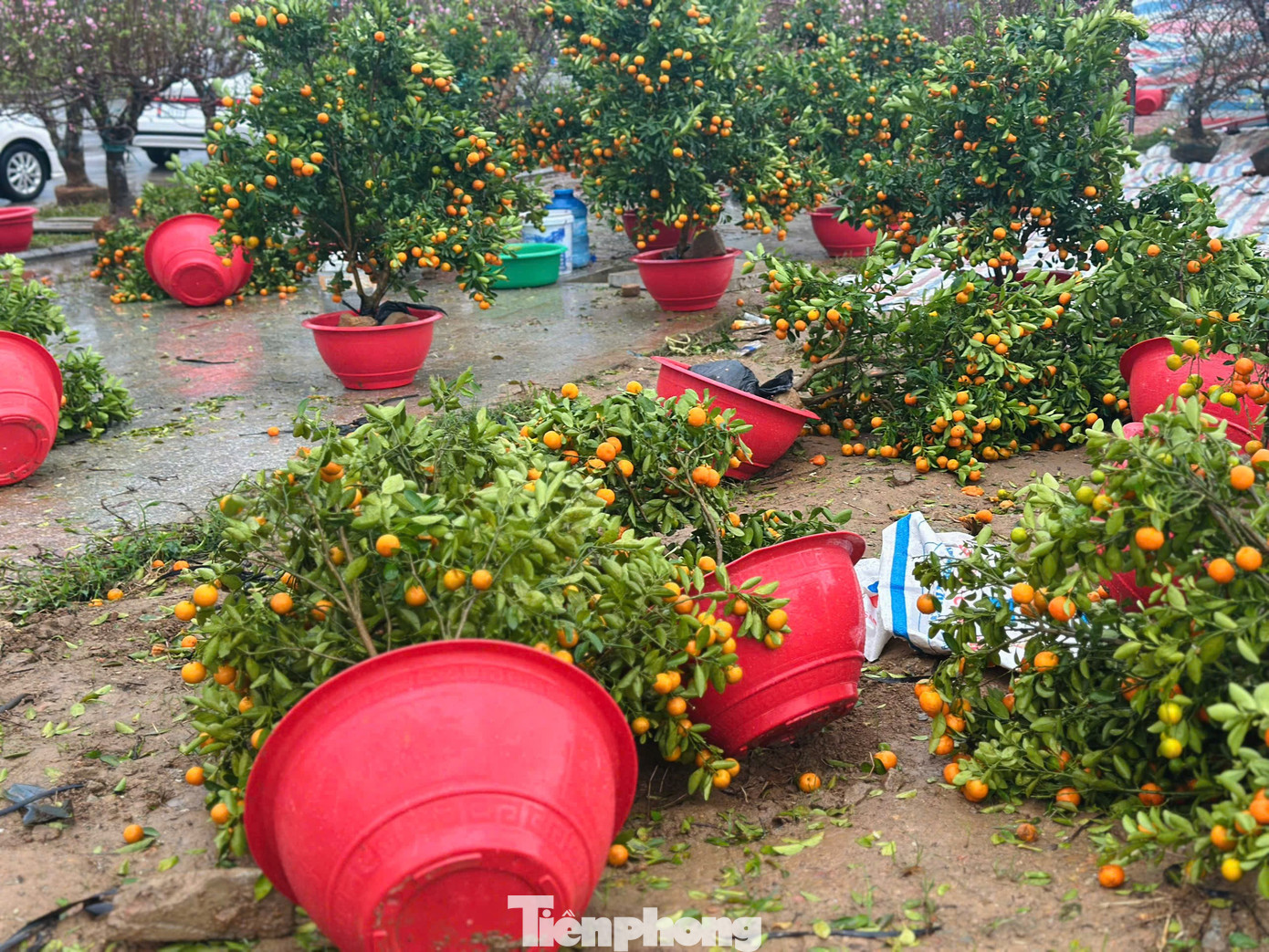 Mưa to gió lớn, hàng trăm gốc đào quất Tết đổ ngã la liệt ở Hà Tĩnh- Ảnh 9.