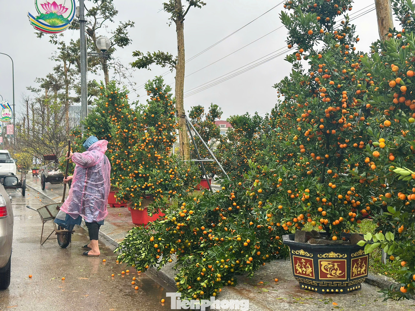 Mưa to gió lớn, hàng trăm gốc đào quất Tết đổ ngã la liệt ở Hà Tĩnh- Ảnh 12.