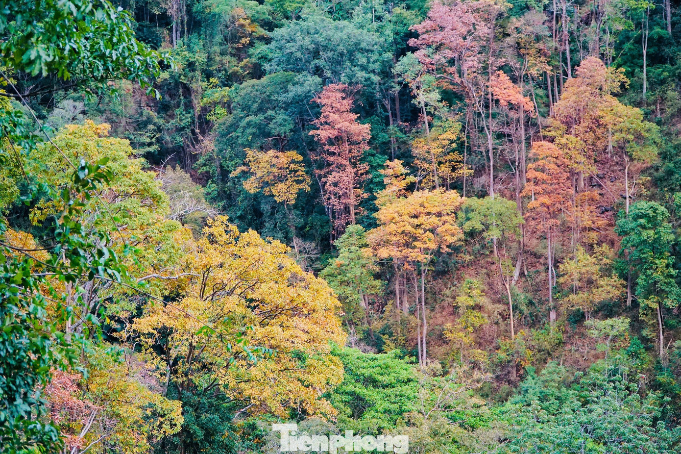 'Tuyệt đối điện ảnh' bằng lăng Măng Đen m&ugrave;a thay l&aacute;- Ảnh 9.