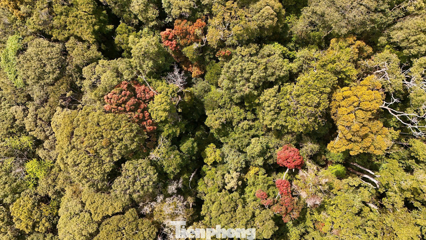 'Tuyệt đối điện ảnh' bằng lăng Măng Đen m&ugrave;a thay l&aacute;- Ảnh 4.