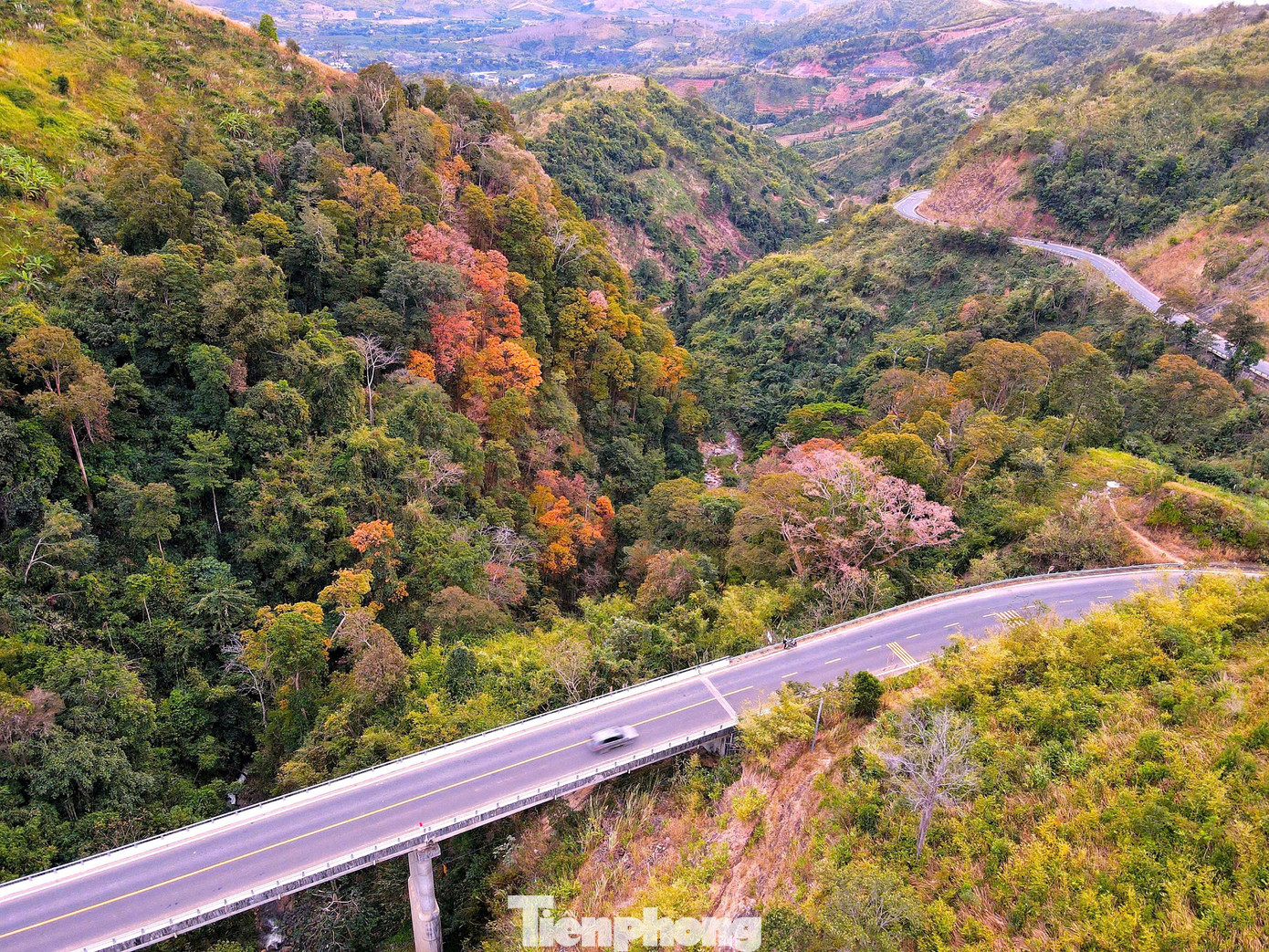 'Tuyệt đối điện ảnh' bằng lăng Măng Đen m&ugrave;a thay l&aacute;- Ảnh 1.