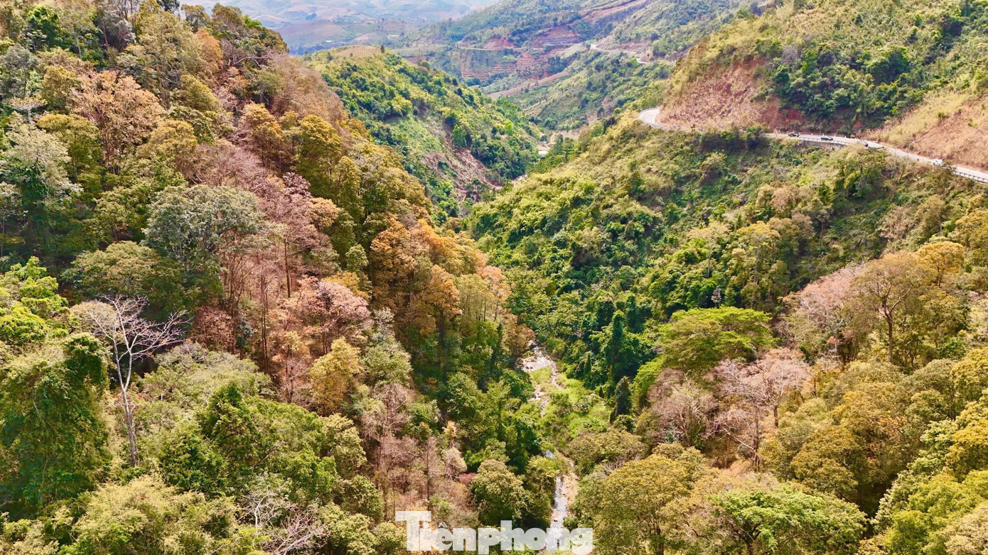 'Tuyệt đối điện ảnh' bằng lăng Măng Đen m&ugrave;a thay l&aacute;- Ảnh 3.