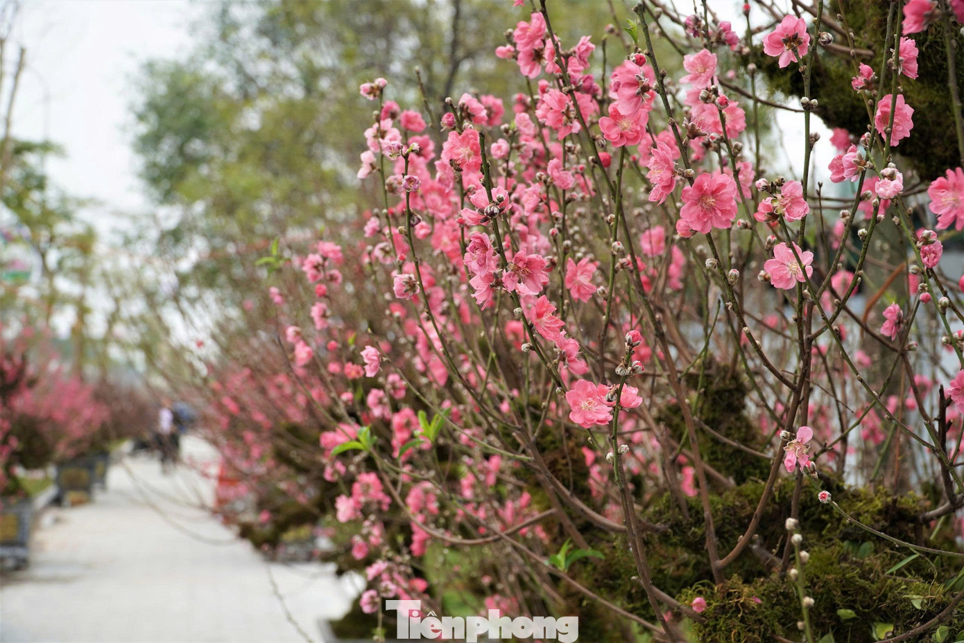 Mưa to gió lớn, hàng trăm gốc đào quất Tết đổ ngã la liệt ở Hà Tĩnh- Ảnh 5.