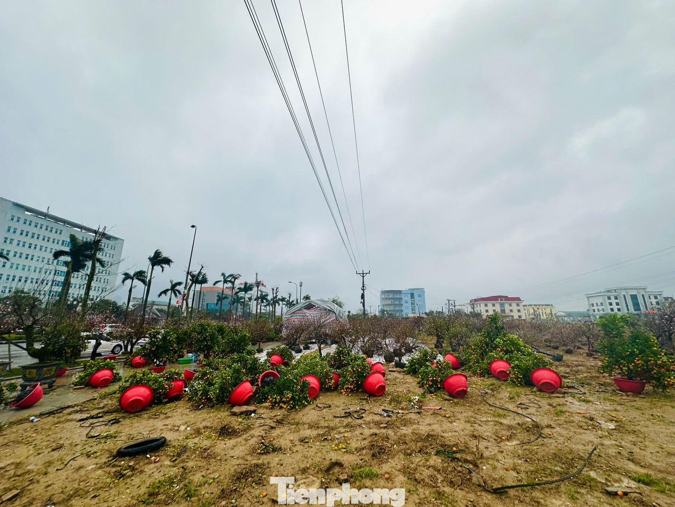 Mưa to gió lớn, hàng trăm gốc đào quất Tết đổ ngã la liệt ở Hà Tĩnh- Ảnh 4.