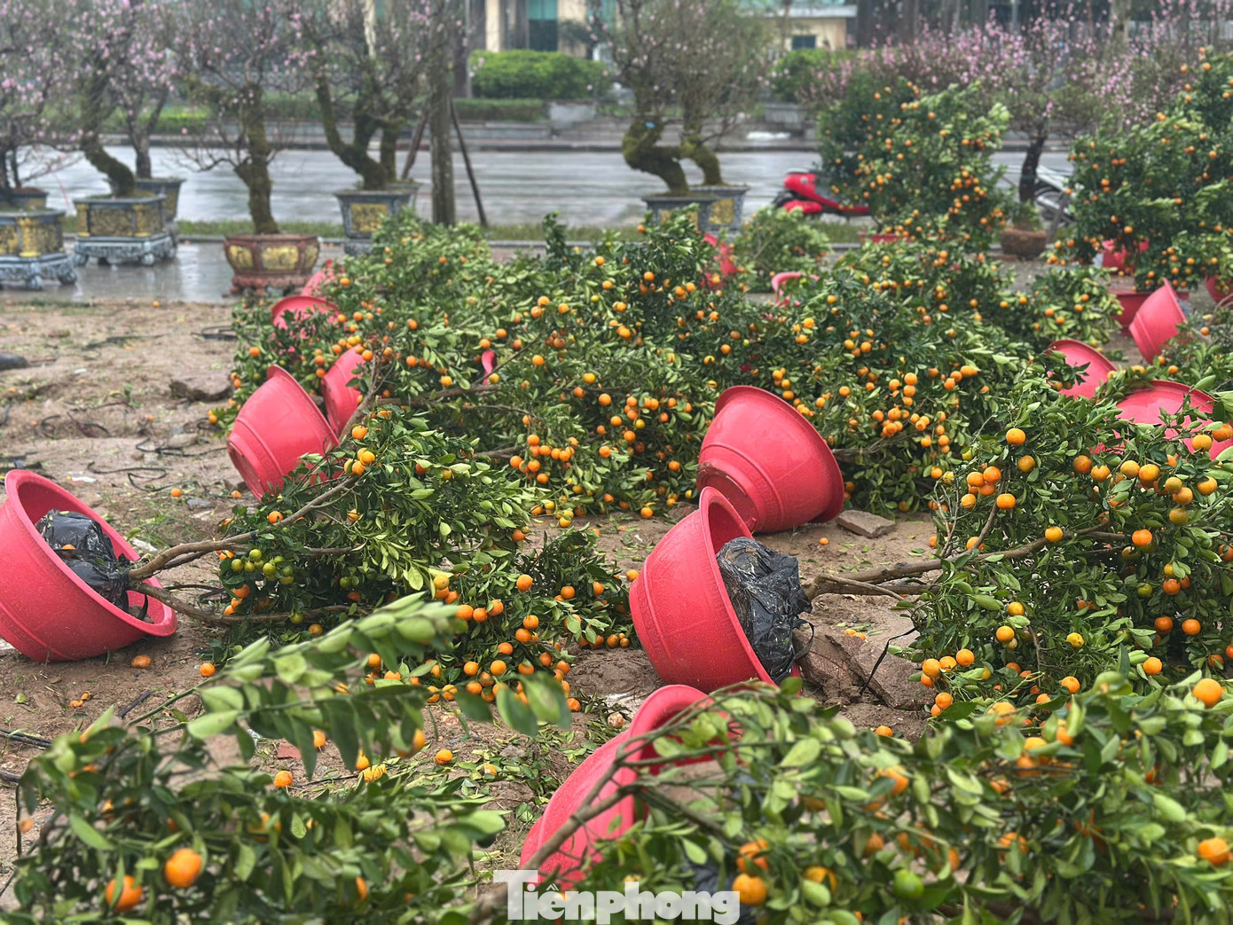 Mưa to gió lớn, hàng trăm gốc đào quất Tết đổ ngã la liệt ở Hà Tĩnh- Ảnh 13.