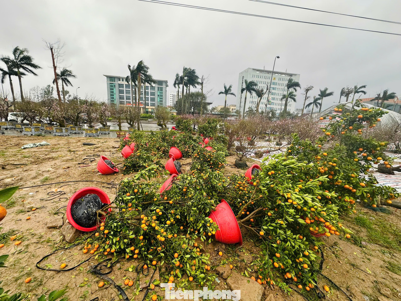 Mưa to gió lớn, hàng trăm gốc đào quất Tết đổ ngã la liệt ở Hà Tĩnh- Ảnh 14.