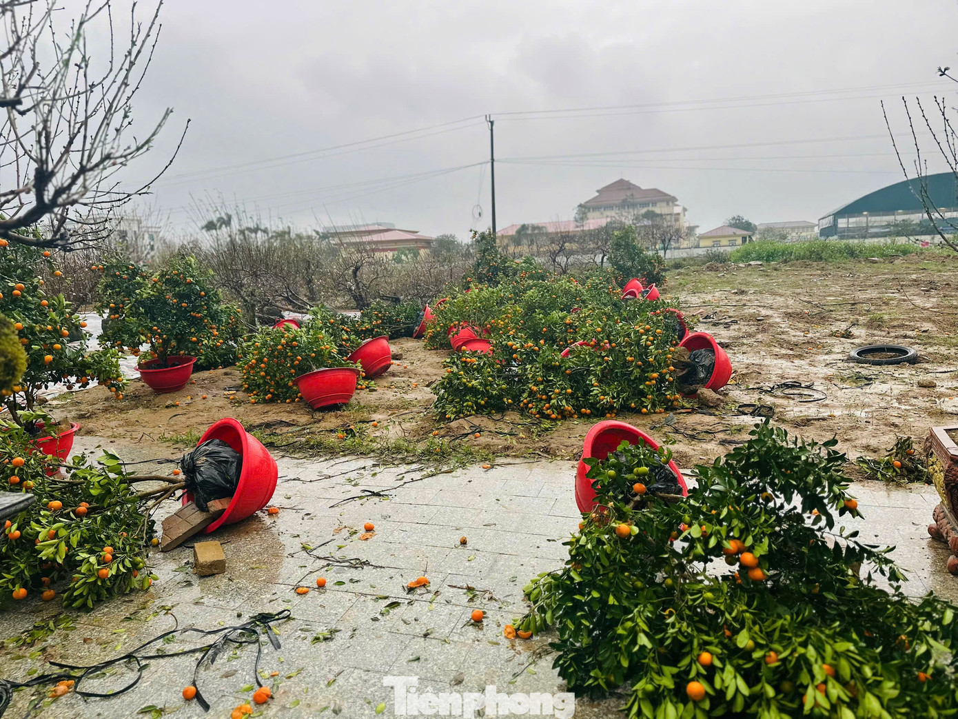 Mưa to gió lớn, hàng trăm gốc đào quất Tết đổ ngã la liệt ở Hà Tĩnh- Ảnh 1.