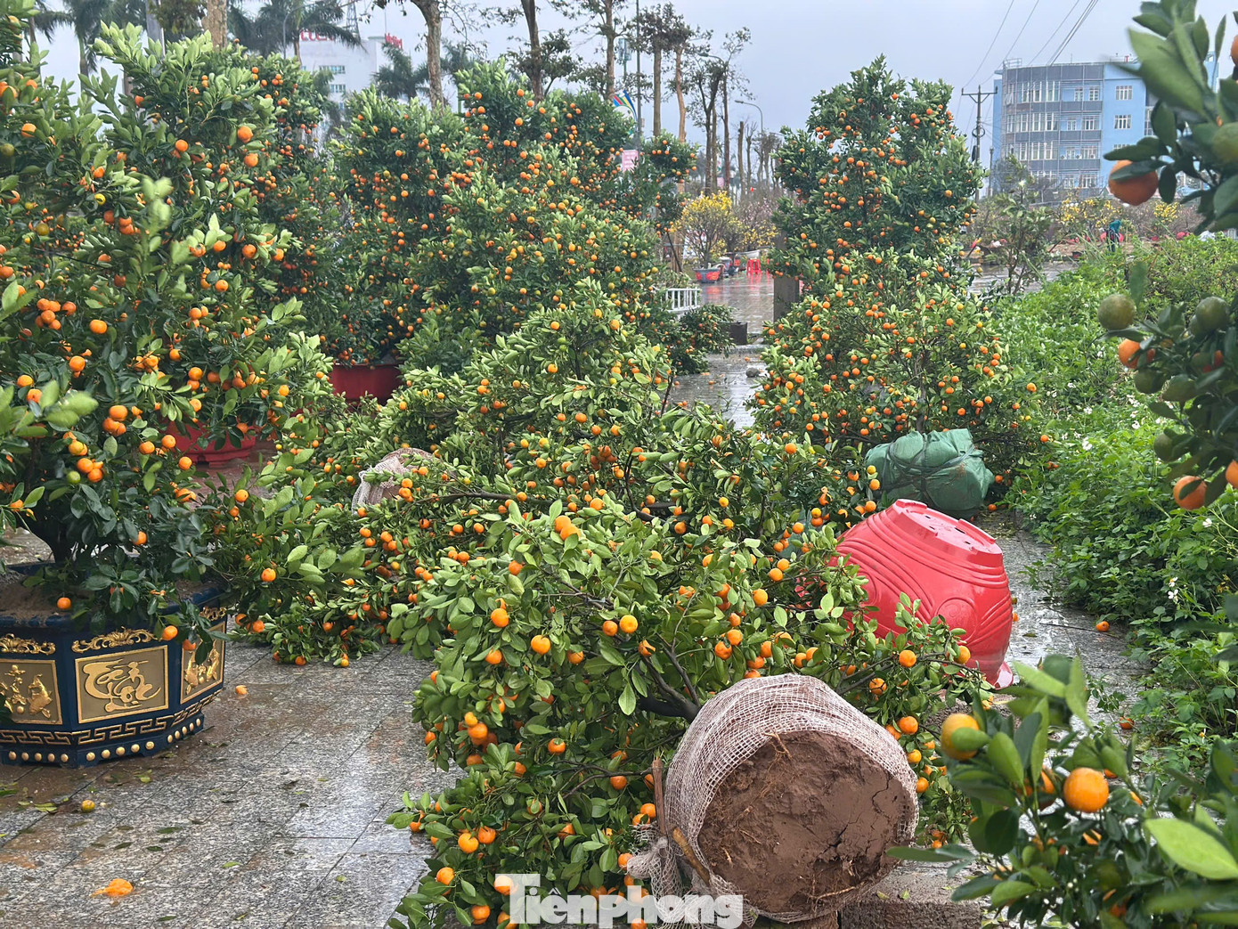 Mưa to gió lớn, hàng trăm gốc đào quất Tết đổ ngã la liệt ở Hà Tĩnh- Ảnh 6.