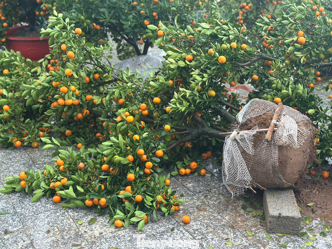 Mưa to gió lớn, hàng trăm gốc đào quất Tết đổ ngã la liệt ở Hà Tĩnh- Ảnh 2.