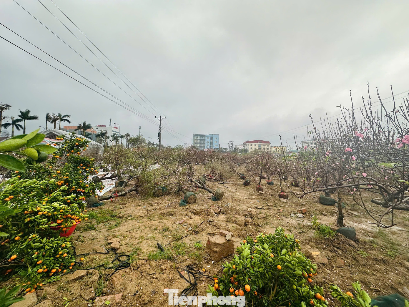 Mưa to gió lớn, hàng trăm gốc đào quất Tết đổ ngã la liệt ở Hà Tĩnh- Ảnh 8.