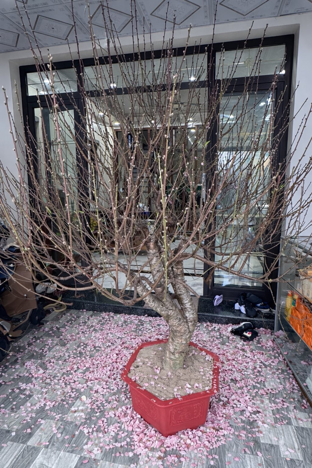 Bi h&agrave;i chuyện chơi đ&agrave;o Tết khiến 1 người rơi lệ, vạn người x&ocirc;n xao- Ảnh 4.