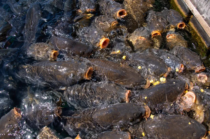 V&igrave; sao người Mỹ kh&ocirc;ng chuộng ăn c&aacute; ch&eacute;p?- Ảnh 2.