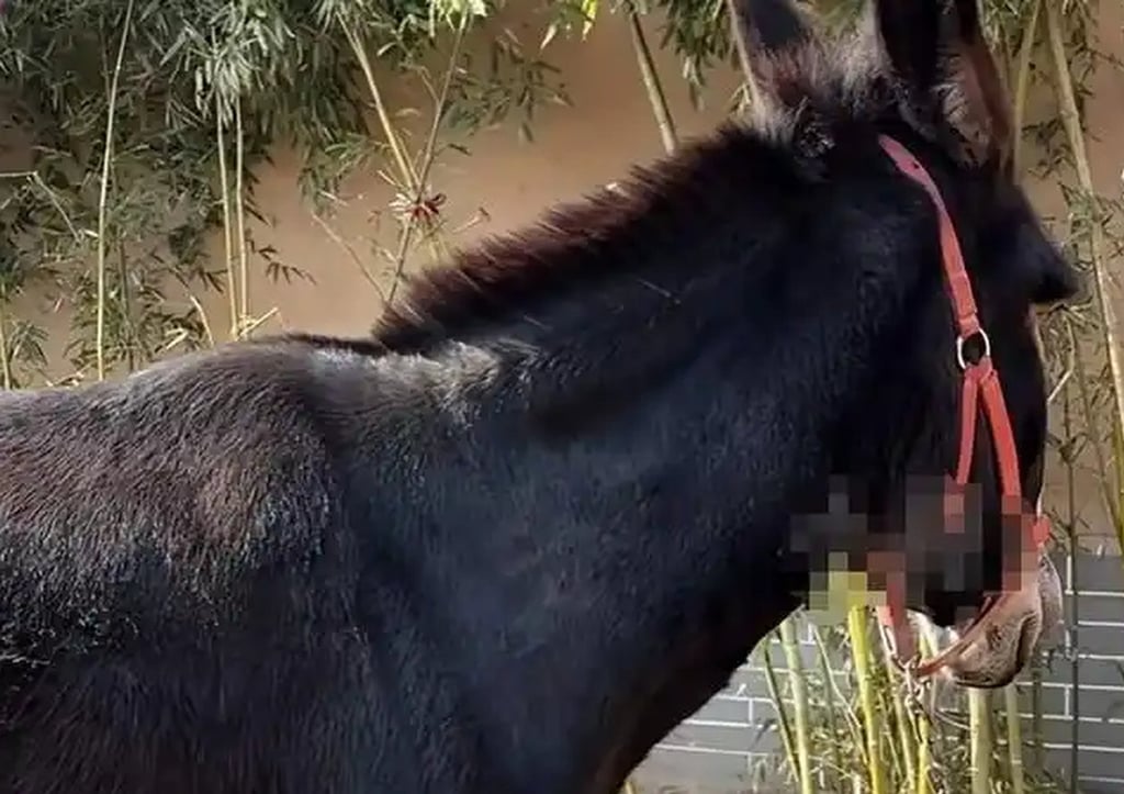 Ng&ocirc;i l&agrave;ng cổ 600 năm tuổi tại Trung Quốc đổi đời nhờ đ&oacute;ng phim: Cả người v&agrave; vật nu&ocirc;i đều th&agrave;nh diễn vi&ecirc;n- Ảnh 3.