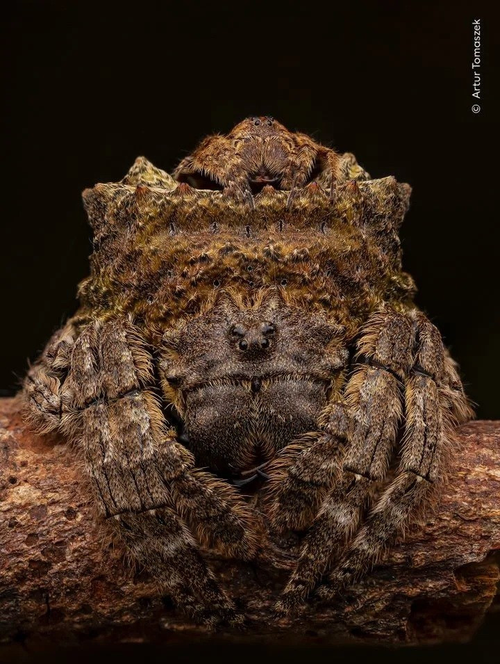 H&igrave;nh ảnh gấu Bắc Cực ngủ tr&ecirc;n b&ugrave;n khiến thế giới giật m&igrave;nh- Ảnh 3.