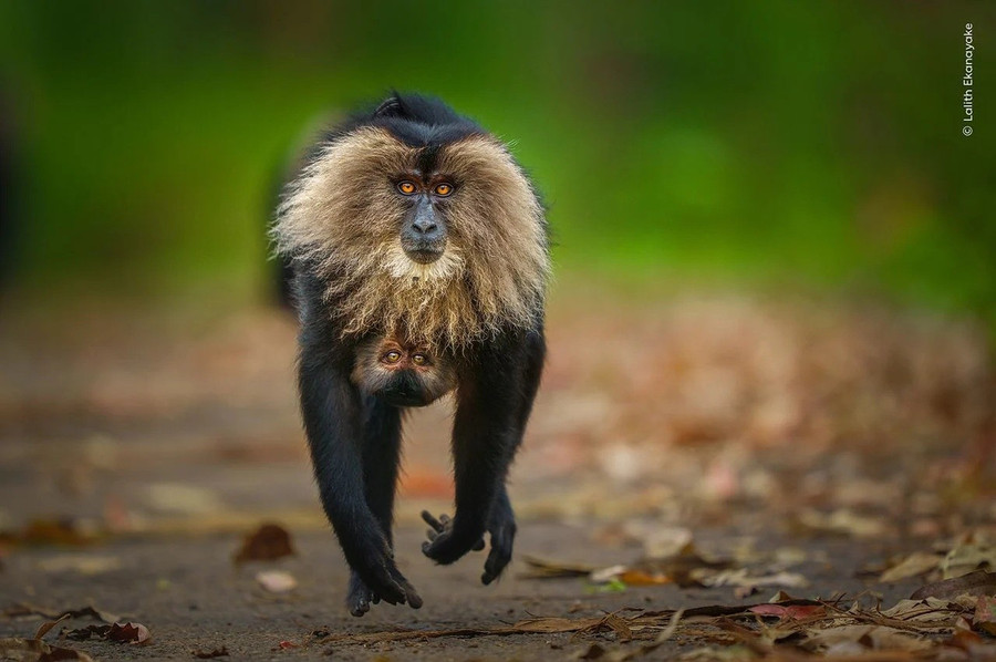 H&igrave;nh ảnh gấu Bắc Cực ngủ tr&ecirc;n b&ugrave;n khiến thế giới giật m&igrave;nh- Ảnh 2.