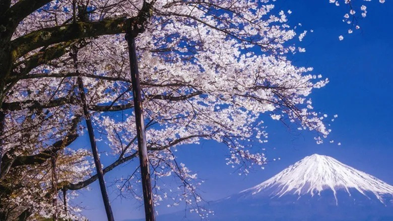 Một th&agrave;nh phố ở Nhật Bản bất ngờ hủy lễ hội hoa anh đ&agrave;o- Ảnh 1.