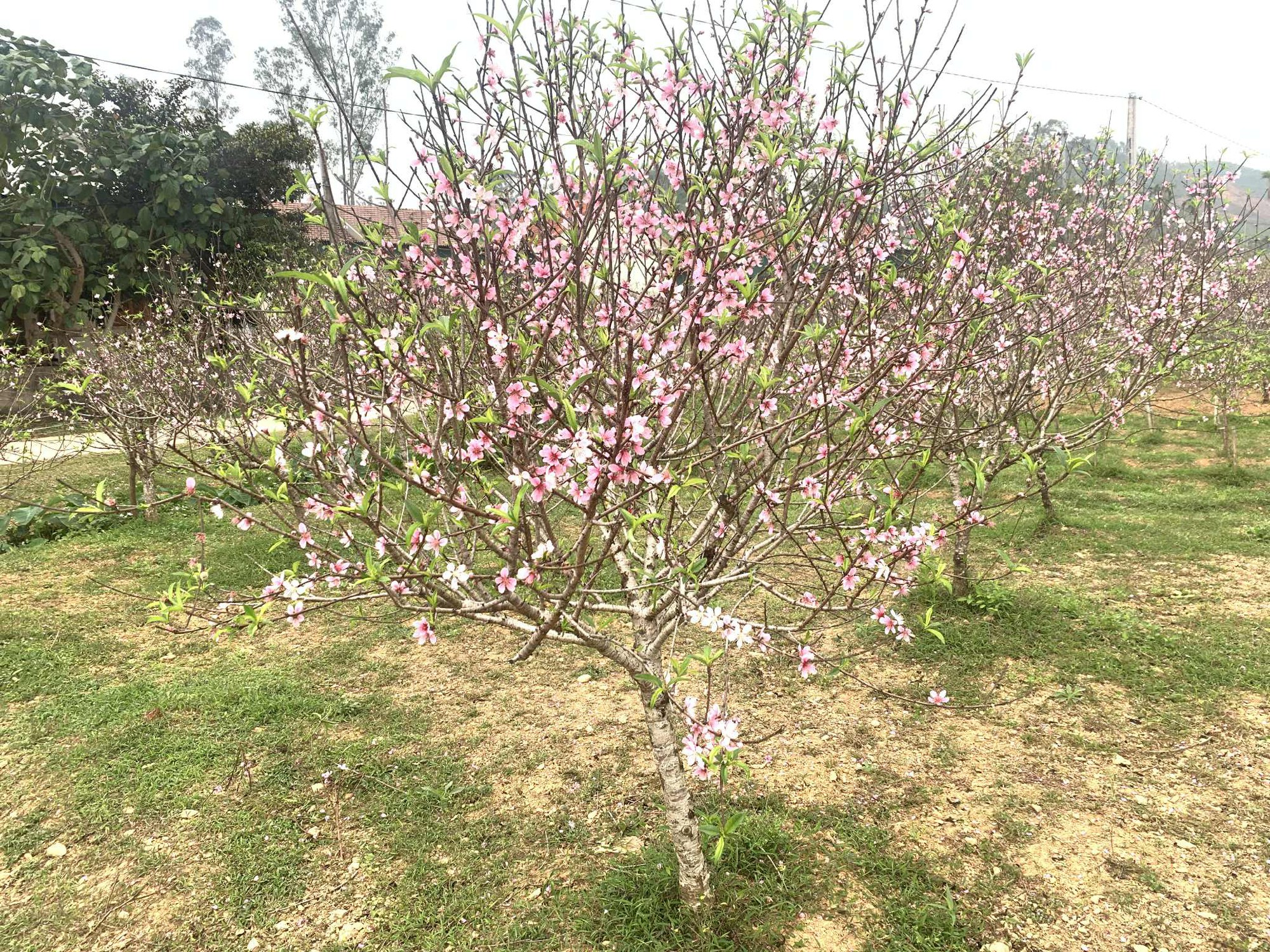 VIDEO: Đào nở bung trước Tết Nguyên đán, nhiều chủ vườn “trắng tay”- Ảnh 1.
