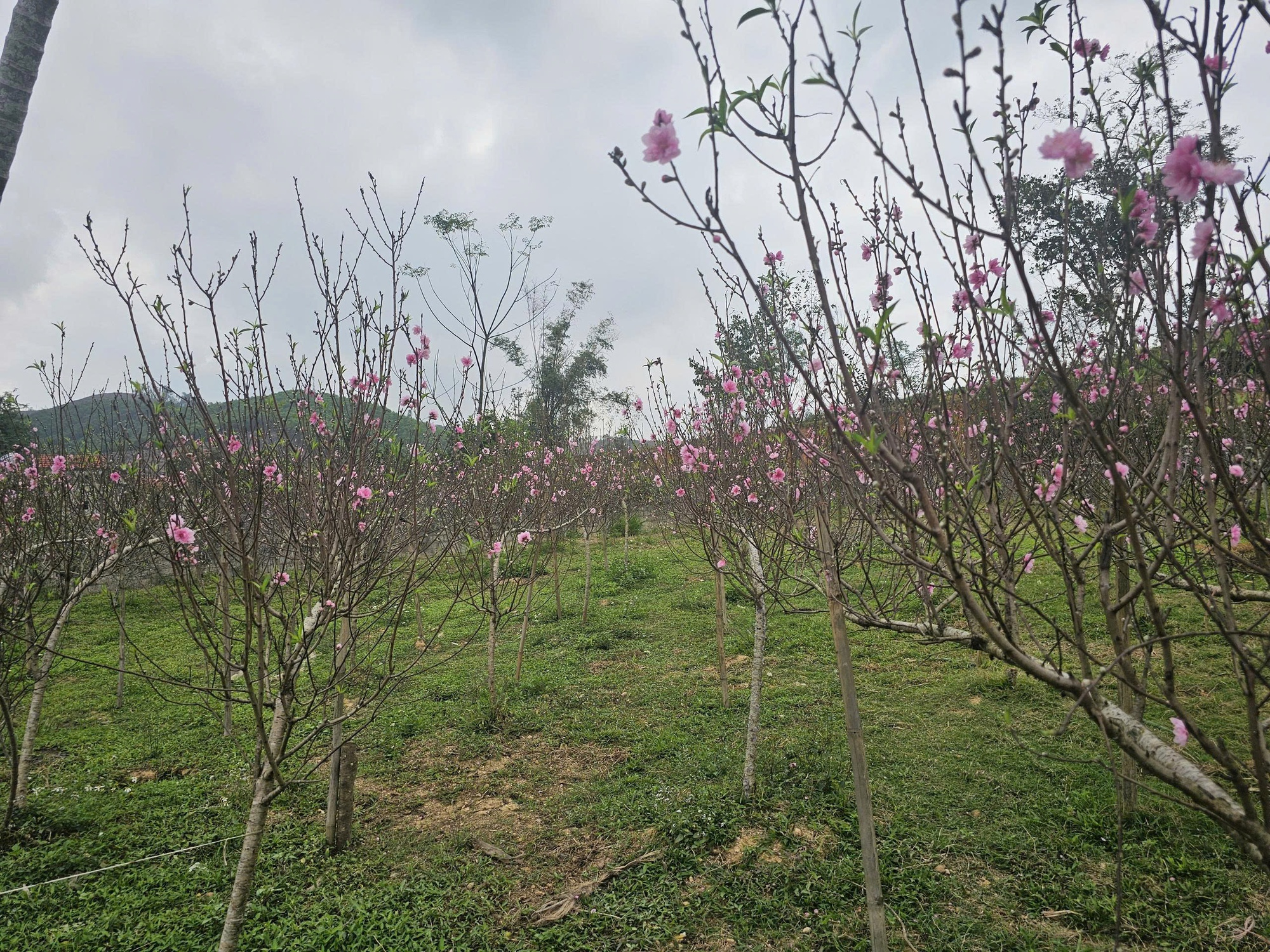 VIDEO: Đào nở bung trước Tết Nguyên đán, nhiều chủ vườn “trắng tay”- Ảnh 7.