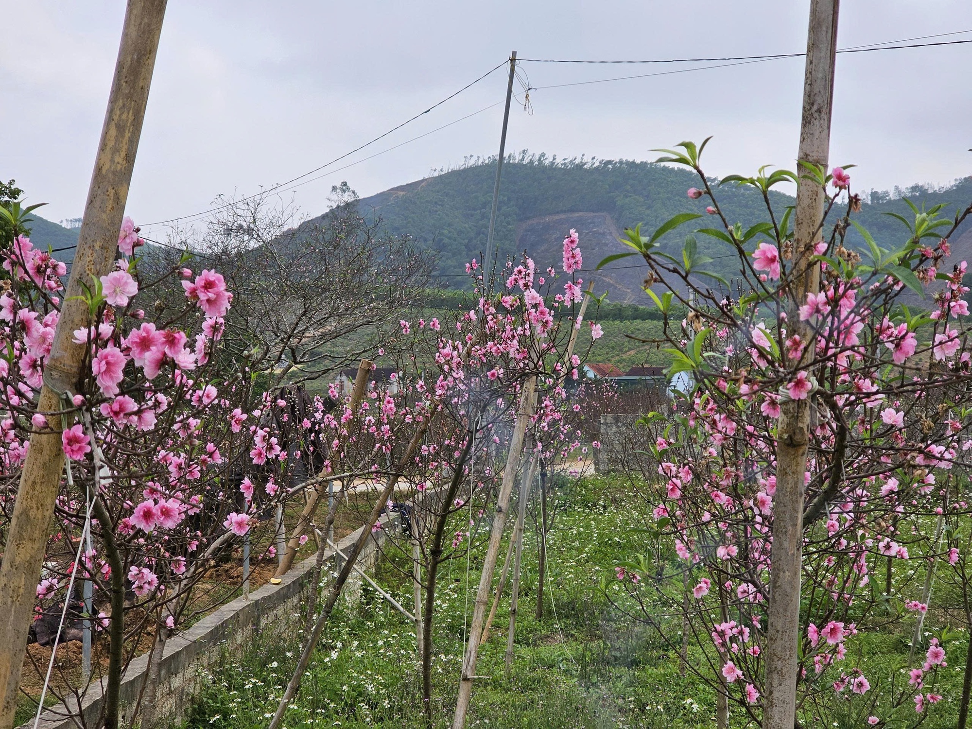 VIDEO: Đào nở bung trước Tết Nguyên đán, nhiều chủ vườn “trắng tay”- Ảnh 2.