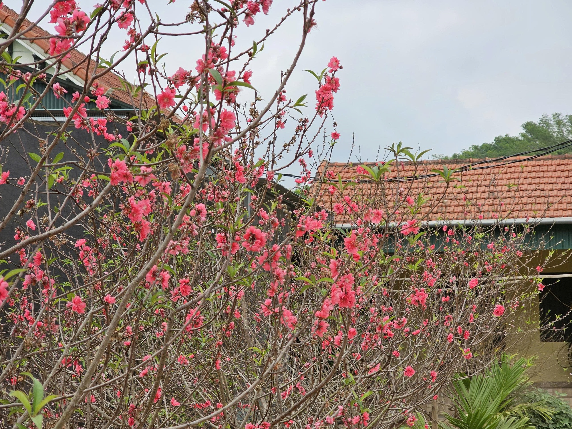VIDEO: Đào nở bung trước Tết Nguyên đán, nhiều chủ vườn “trắng tay”- Ảnh 4.
