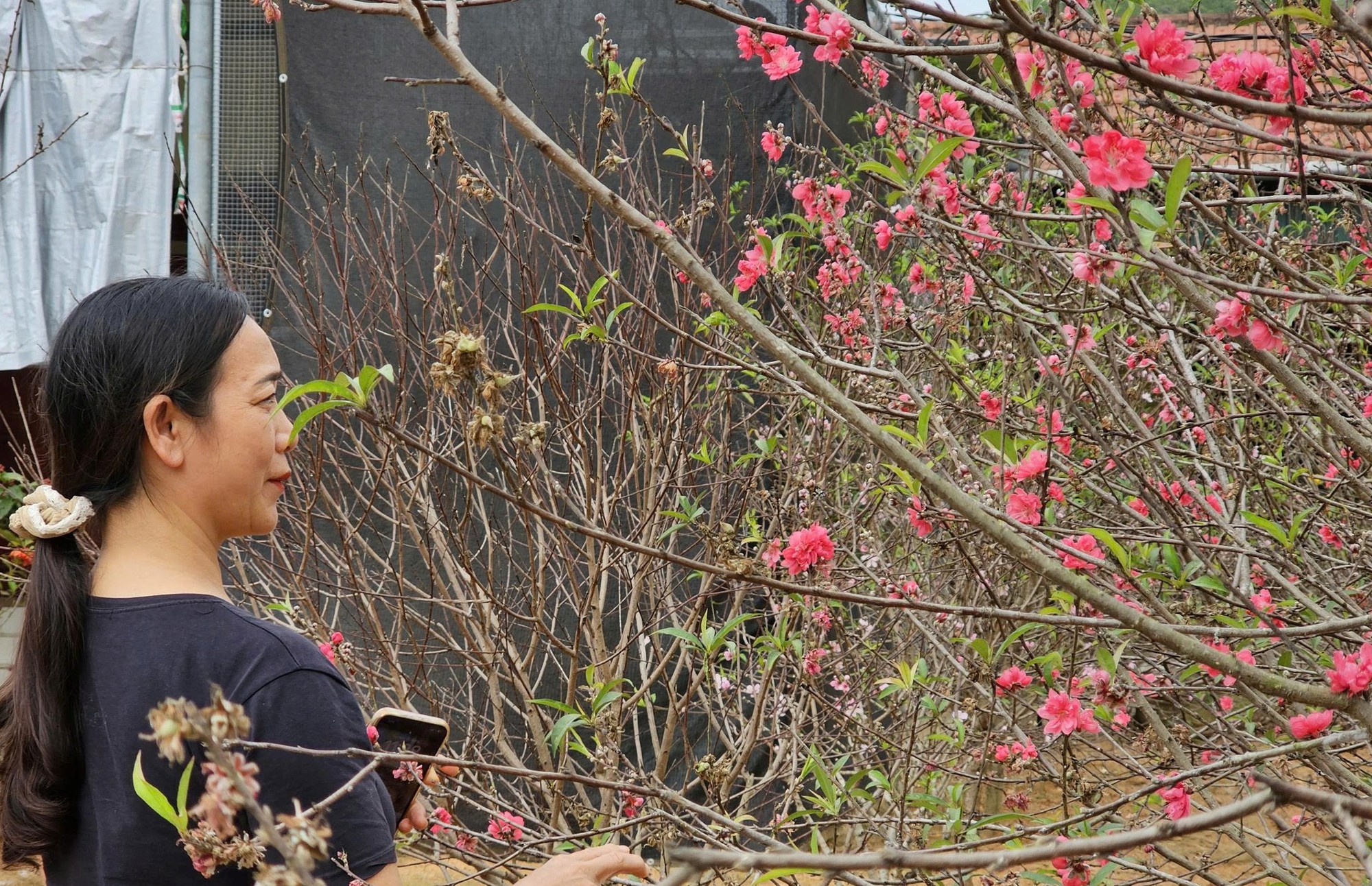 VIDEO: Đào nở bung trước Tết Nguyên đán, nhiều chủ vườn “trắng tay”- Ảnh 3.